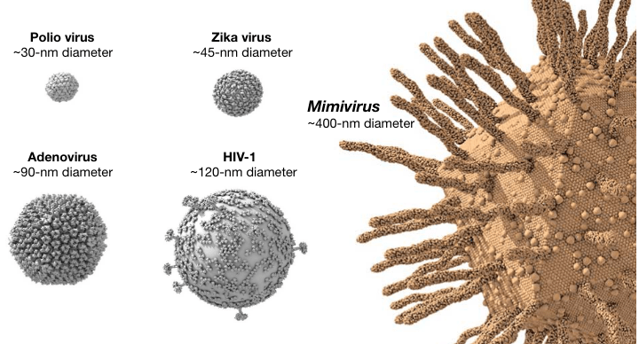 Ocean Water unsafe? Giant Viruses in the ocean are changing the way we interpret the history of&nbsp;viruses.